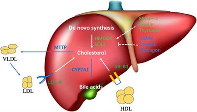 Cholesterol Metabolism: A Double-Edged Sword in Hepatocellular Carcinoma